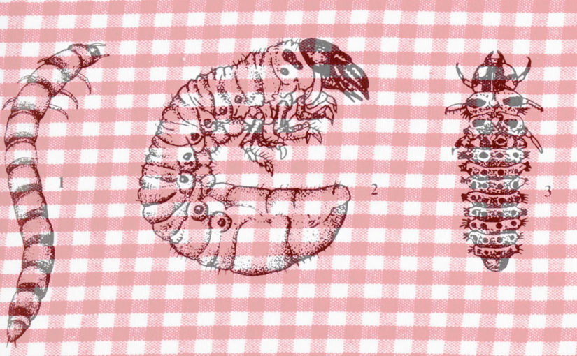 Das grosse Krabbeln