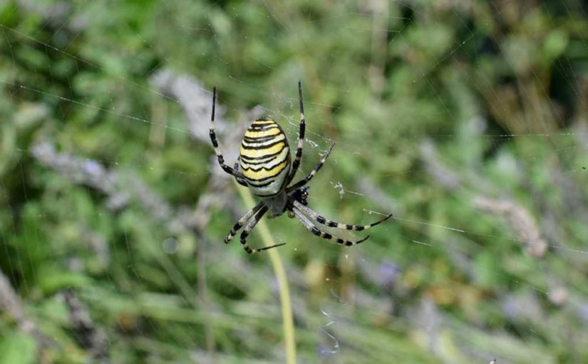 Monster im Lavendel